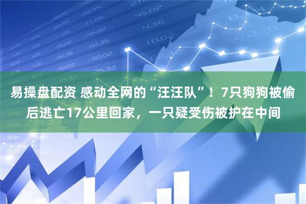 易操盘配资 感动全网的“汪汪队”！7只狗狗被偷后逃亡17公里回家，一只疑受伤被护在中间